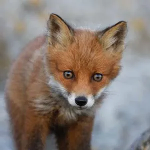 Earrings Fox Luncheon Napkins Attitudes Import