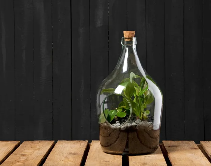 Rings Nach Open Terrarium Bottle 5 Litre
